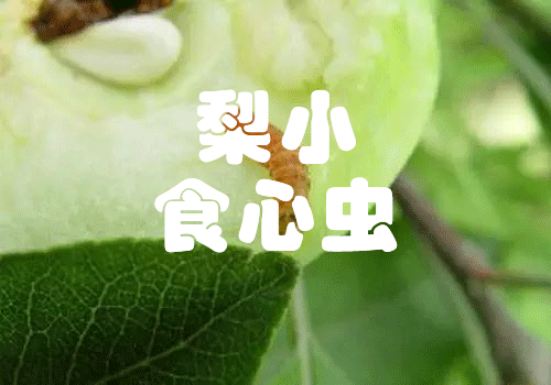 梨小食心蟲解決方案